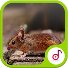 Nada Ringtone Suara Tikus Lucu أيقونة