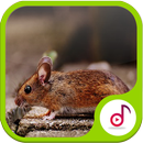 Mouse Sound And Ringtone Collections APK