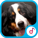 Ringtone Suara Anjing Menggonggong APK