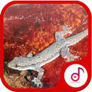 Lizard sound Collections APK