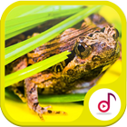 frog Ringtone Collections Free আইকন