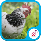 Completely Chicken Sound Ringtone Collections icon