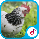 Completely Chicken Sound Ringtone Collections APK