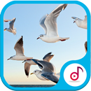 Ringtone Suara Kicauan Burung Merdu APK