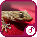 Ringtone Suara Tokek Lucu