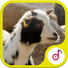 Ringtone Suara Kambing Lengkap icône