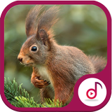 Best Squirrel Sound icon