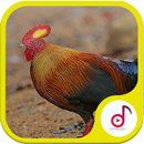 Suara Pikat Ayam Hutan APK