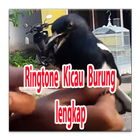 NEW Ringtones Kicau Burung Indonesia Lengkap icône