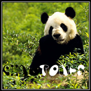 Panda ringtones APK