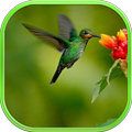 Birds And Ringtones