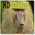sonidos del babuino