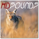 Coyote Sounds