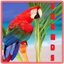 Parrot sounds APK