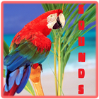 Parrot sounds icon