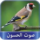 صوت طائر الحسّون APK