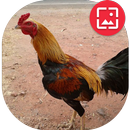 Gamecock Wallpapers APK