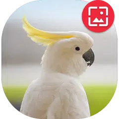 Parrot HD Wallpapers
