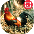 Red junglefowl Wallpapers ikon