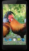 Red junglefowl Wallpapers poster