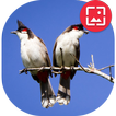 Red-whiskered bulbul Photos