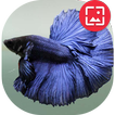 Betta Fish Wallpapers