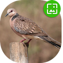 Spotted dove Wallpapers APK