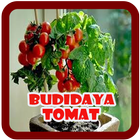 Cara Budidaya Tomat icône