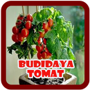 Cara Budidaya Tomat Mudah aplikacja