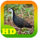 White breasted waterhen Sound APK