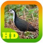 White breasted waterhen Sound icon