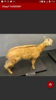 CRappY Taxidermy Plakat