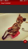 CRappY Taxidermy Screenshot 1