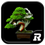Design Bonsai Ideas