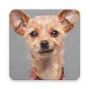 Top Dogs - Dog Wallpaper APK