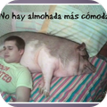 Fotos Memes 2017