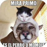 Imágenes Memes de Animales