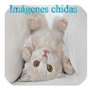 Imágenes chidas APK