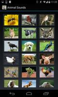 Animal Sounds (3 line display) Affiche