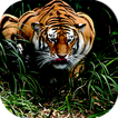 Wild Tiger Target Attack