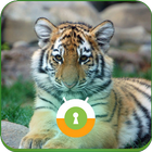 Baby Tiger Wall & Lock آئیکن