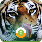 Bengal Tiger Tongu Wall & Lock أيقونة