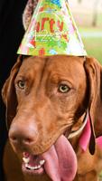 Birthday Dog Wall & Lock captura de pantalla 2