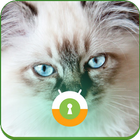 Blue Cat Eyes Wall & Lock आइकन