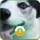 Cute Husky Wall & Lock icon