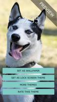 1 Schermata Cute Husky Wall & Lock