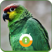 ”Green Parrot Wall & Lock