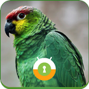 Green Parrot Wall & Lock-APK