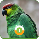 APK Green Parrot Wall & Lock
