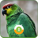 Green Parrot Wall & Lock Zeichen